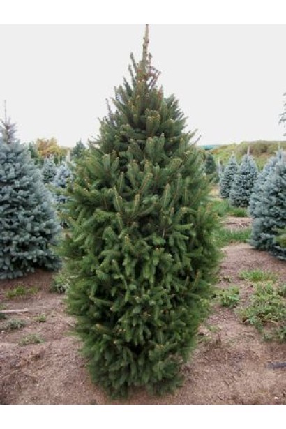 Ялина зичайна Cupressina пишна конусовидна крона 